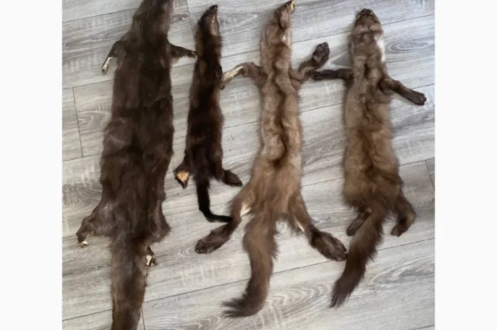 Купуємо шкури куниці- фото № 3