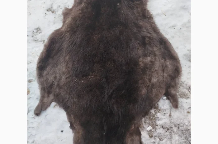 Закупівля шкур бобра та куниці- фото № 1