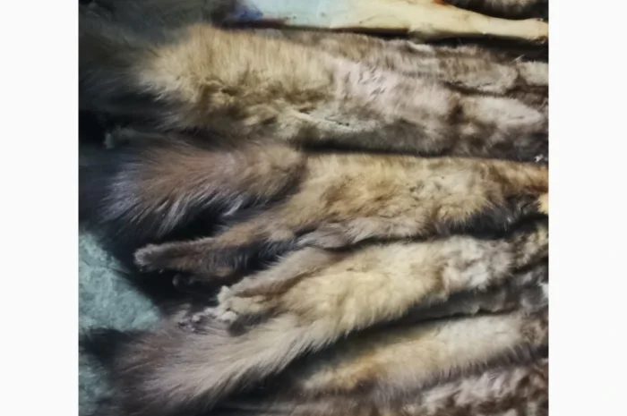 Куплю шкурки куниці дорого- фото № 1