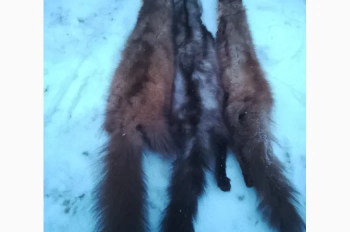 Куплю шкуры куницы- фото № 1