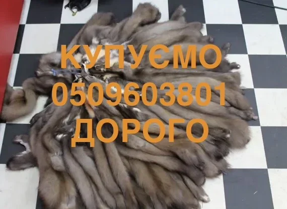 Купуємо шкурки куниці за вигідними цінами- фото № 1