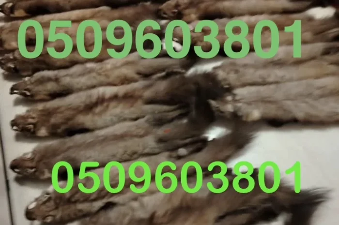 Купуємо шкури куниці з доставкою- фото № 1