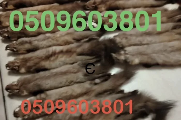 Купую куницю постійно. Надійно та вигідно- фото № 1