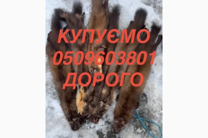 Куплю мех куницы и бобра, высокая цена, выезд по Черновцам- фото № 1