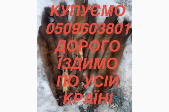 Купую шкури та хутра за вигідними цінами- фото № 1