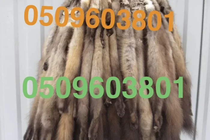 Куплю шкурки куницы по всей Украине- фото № 1