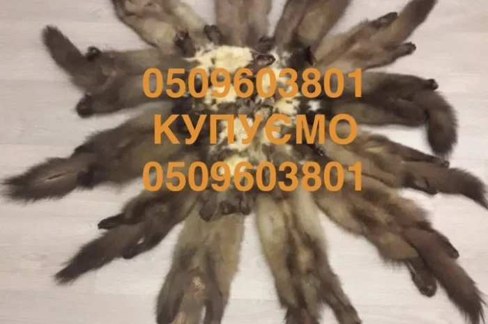 Покупаем шкурки куницы, бобра и кролика- фото № 1