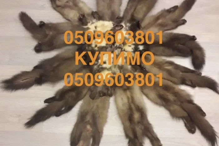 Куплю шкуры куниц по хорошим ценам в Хмельницком- фото № 1