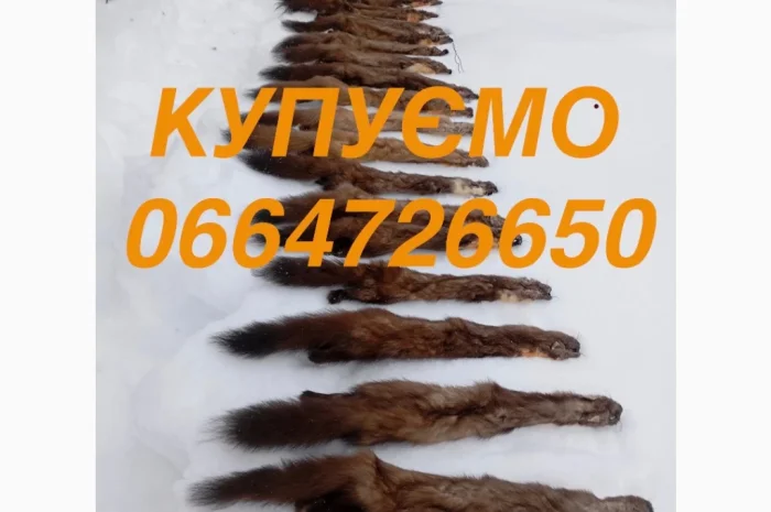 Куплю шкуру куницы и бобра- фото № 1