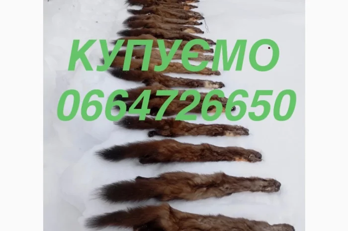 Покупаем шкуры куницы оптом- фото № 1