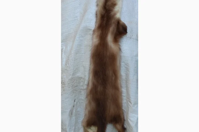 Продається хутро лисиці- фото № 1