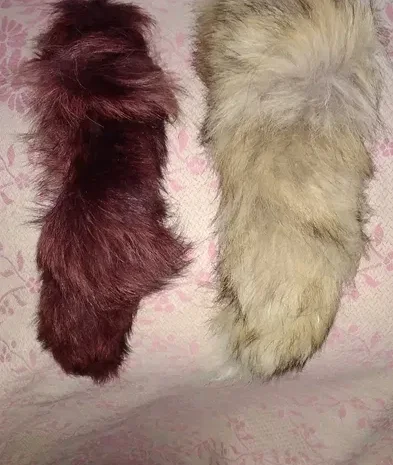 Продається хутро лисиці- фото № 10