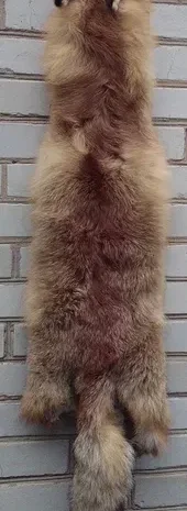 Продається хутро лисиці- фото № 8