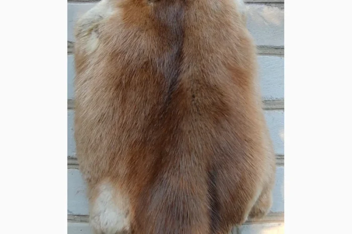 Продається хутро лисиці- фото № 7