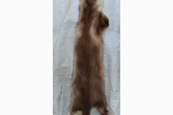 Продається хутро лисиці- фото № 3