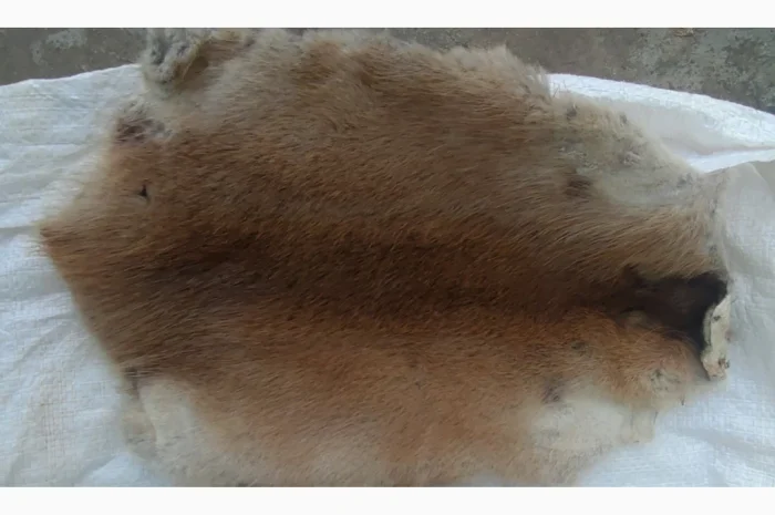 Продається хутро лисиці- фото № 16