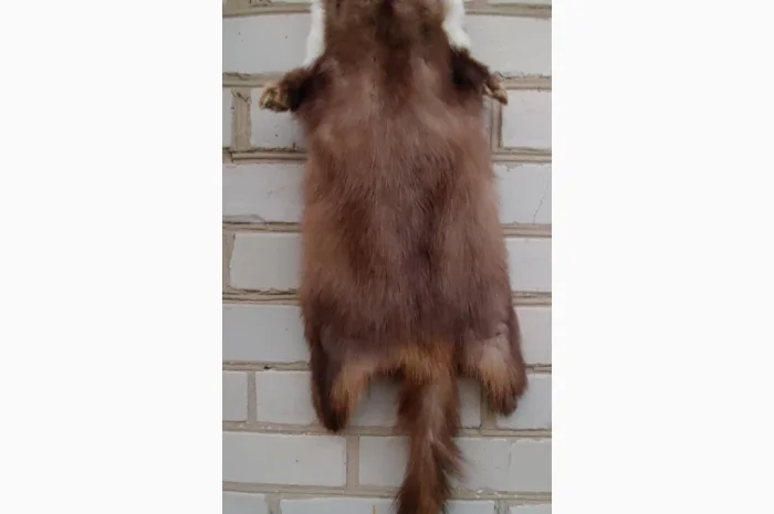 Продається хутро лисиці- фото № 14