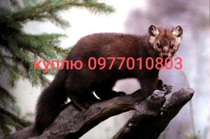 Куплю шкури куницы и других животных- фото № 2