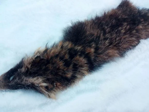 Куплю шкуры енота мокросол- фото № 1