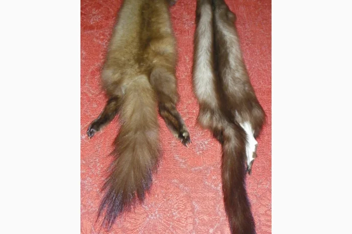 Натуральное хутро лесной и каменной куницы- фото № 1