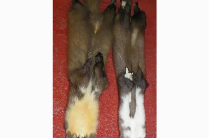 Натуральное хутро лесной и каменной куницы- фото № 2