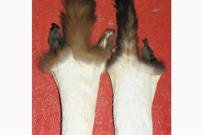 Натуральное хутро лесной и каменной куницы- фото № 3