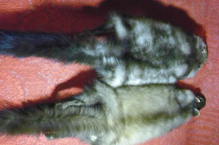 Натуральное хутро лесной и каменной куницы- фото № 4