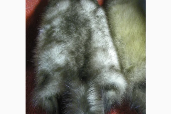Натуральное хутро лесной и каменной куницы- фото № 5