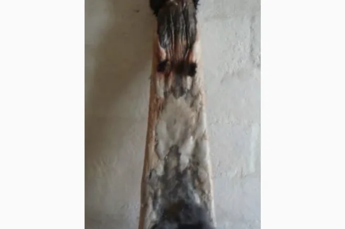 Куплю шкурки кролика оптом та в роздріб- фото № 1