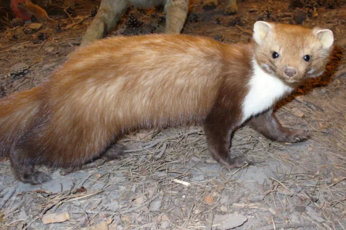 Куплю шкурки куницы и лисицы по высокой цене- фото № 1