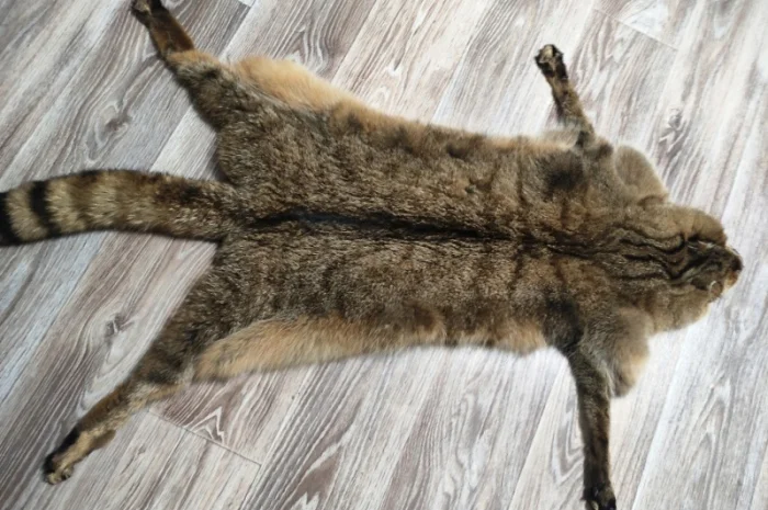 Пропонується шкура камишевого кота- фото № 1