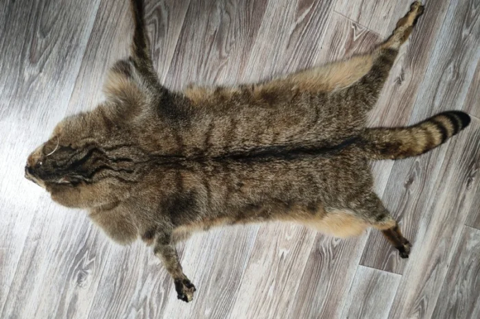 Пропонується шкура камишевого кота- фото № 2