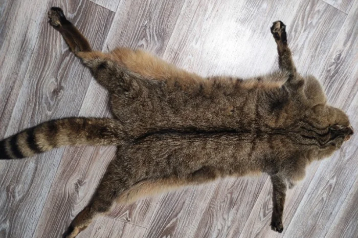 Пропонується шкура камишевого кота- фото № 3