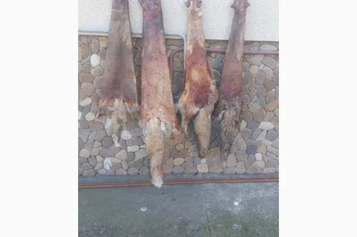 Продаются шкурки лисицы- фото № 1