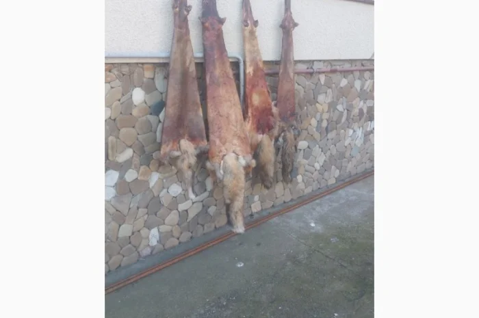 Продаются шкурки лисицы- фото № 2