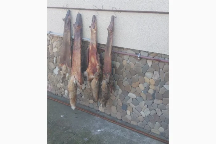 Продаются шкурки лисицы- фото № 3