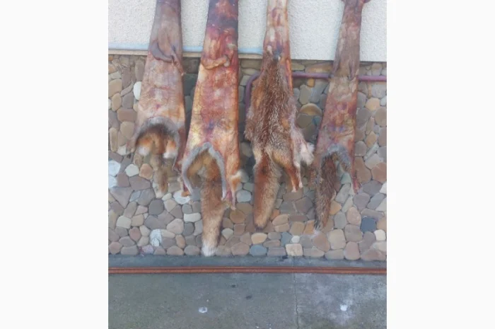 Продаются шкурки лисицы- фото № 4