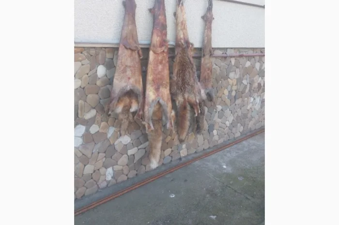 Продаются шкурки лисицы- фото № 5