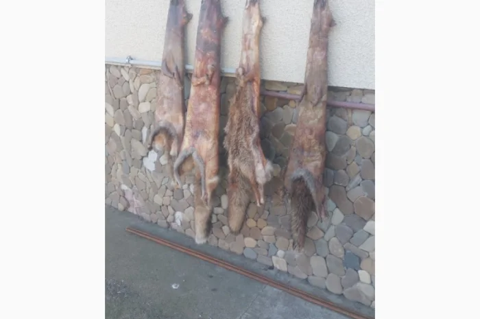 Продаются шкурки лисицы- фото № 6