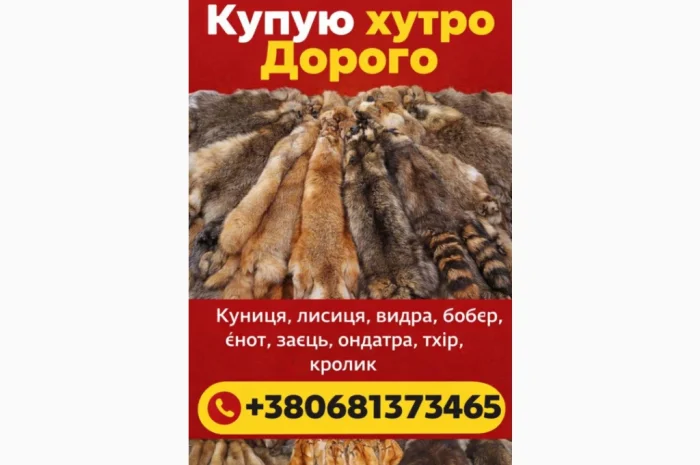 Куплю шкури куницы, выдры, лисицы и других животных- фото № 1