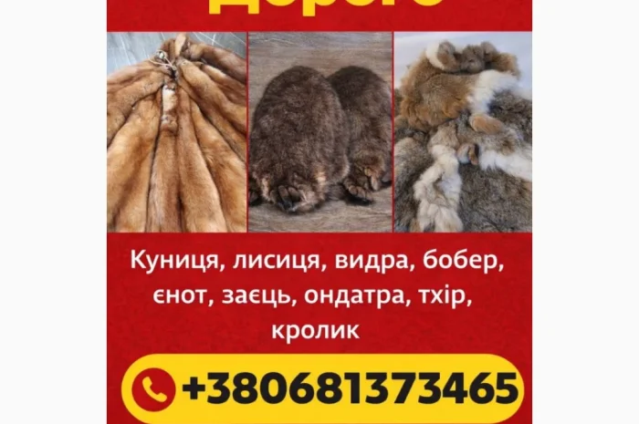 Куплю шкури куницы- фото № 1