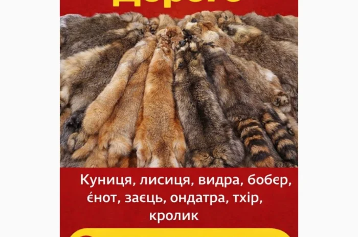 Купую шкури куниці та інші- фото № 1