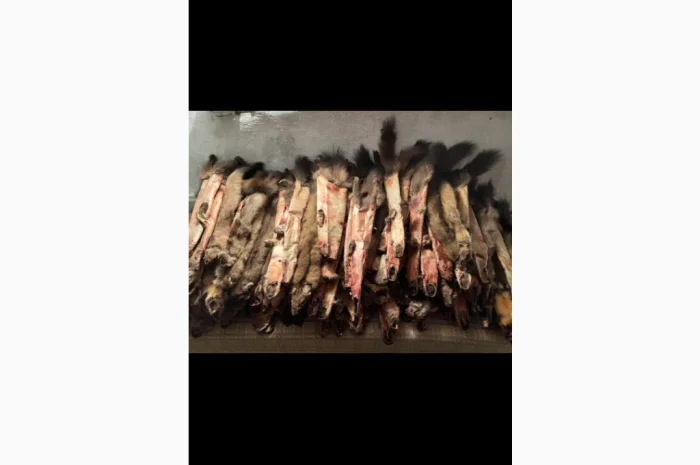 Купую шкури Куниці та інші- фото № 1