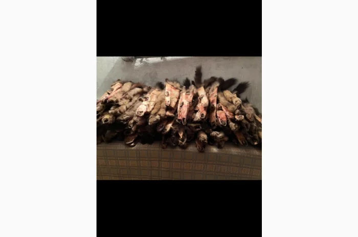 Куплю шкури куницы- фото № 1