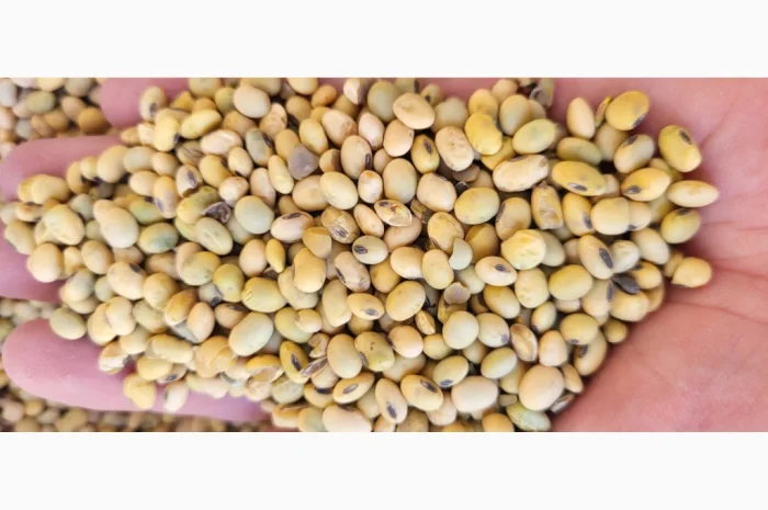 Продается 22 тонны сои- фото № 2