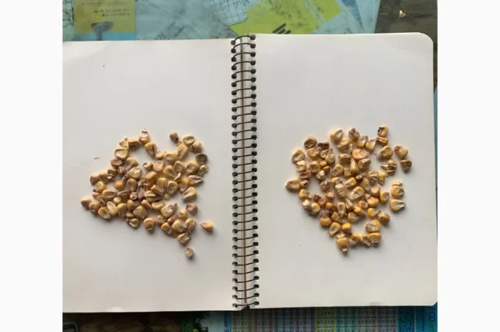 Кукуруза с влажностью 14-15% в продаже- фото № 1