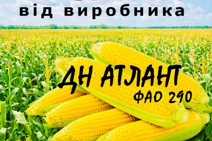 Насіння кукурудзи ДН Атлант ФАО 290 от производителя Agro_Exprt- фото № 1
