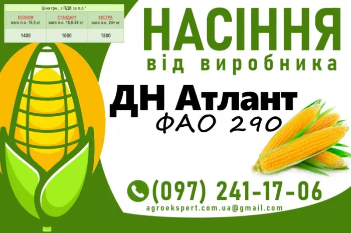 Насіння кукурудзи ДН Атлант (ФАО 290) 2025 от производителя- фото № 1