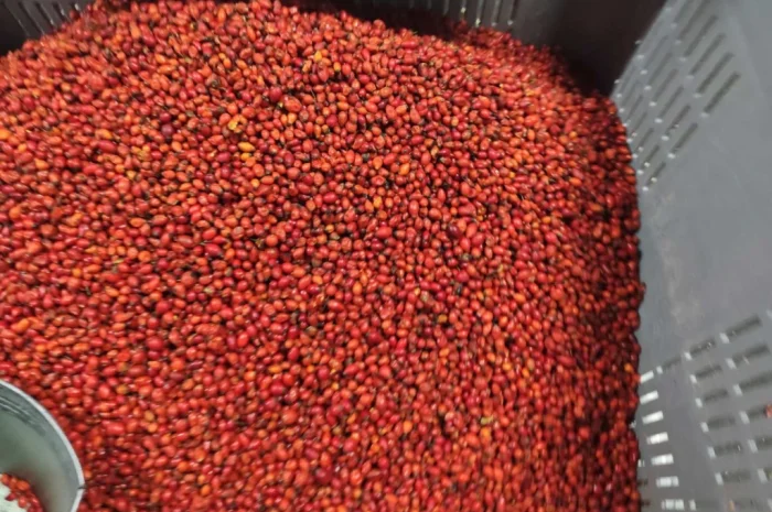 Продается замороженная шипшина 25 кг- фото № 1