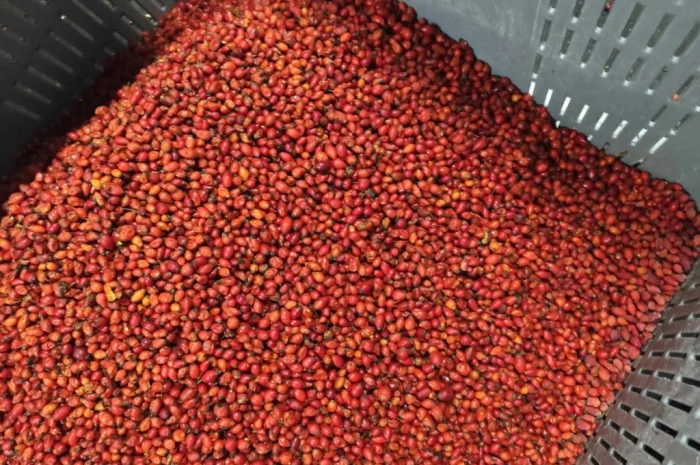 Продается замороженная шипшина 25 кг- фото № 2